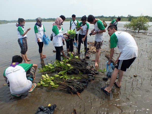 Panitia membagi tim dalam kegiatan ini, pertama tim untuk membuka poly bag, kedua tim penanam, dan ketiga tim pengikat batang mangrove pada kayu penyanggah. (Egi Budiana/JUMPAONLINE)