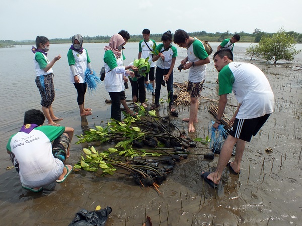 Panitia membagi tim dalam kegiatan ini, pertama tim untuk membuka poly bag, kedua tim penanam, dan ketiga tim pengikat batang mangrove pada kayu penyanggah. (Egi Budiana/JUMPAONLINE)